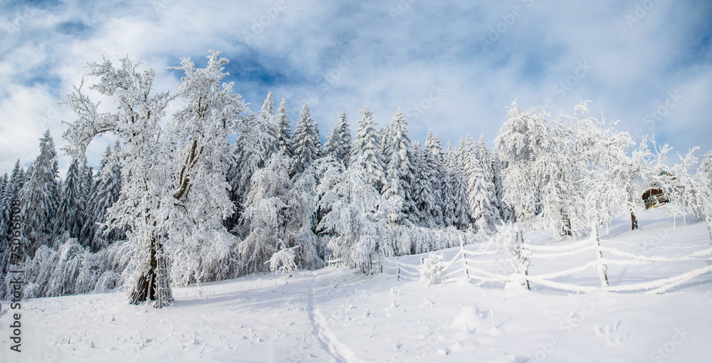 beautiful tree in the snow on a sunny winter day beautiful tree in the snow on a sunny winter day
