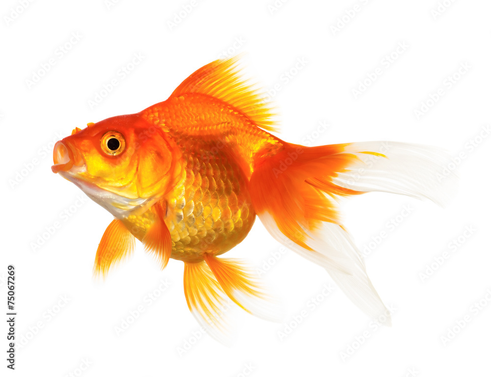 Gold fish Gold fish