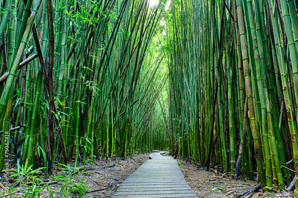 Bamboo forrest - obrazy, fototapety, plakaty 