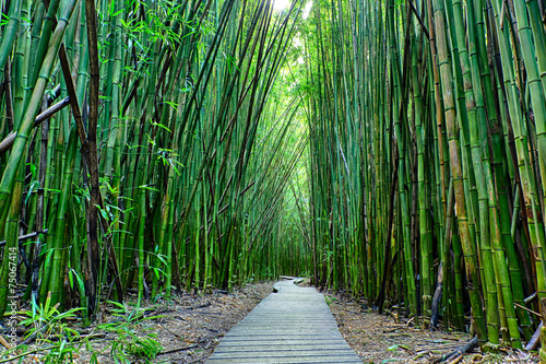Valokuva Bamboo forrest