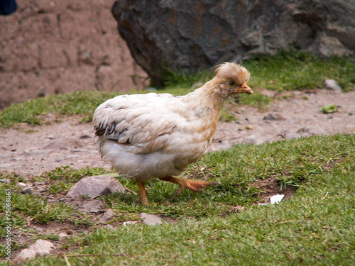 Inca Trail Chicken