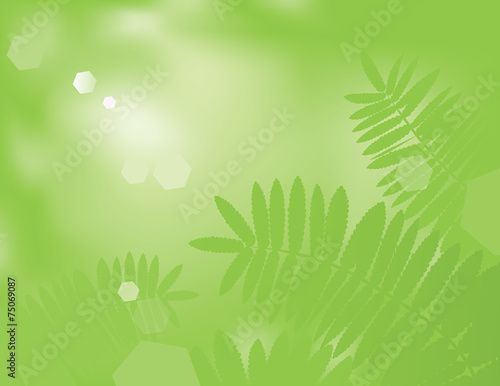 Schilderij op canvas Green Fern