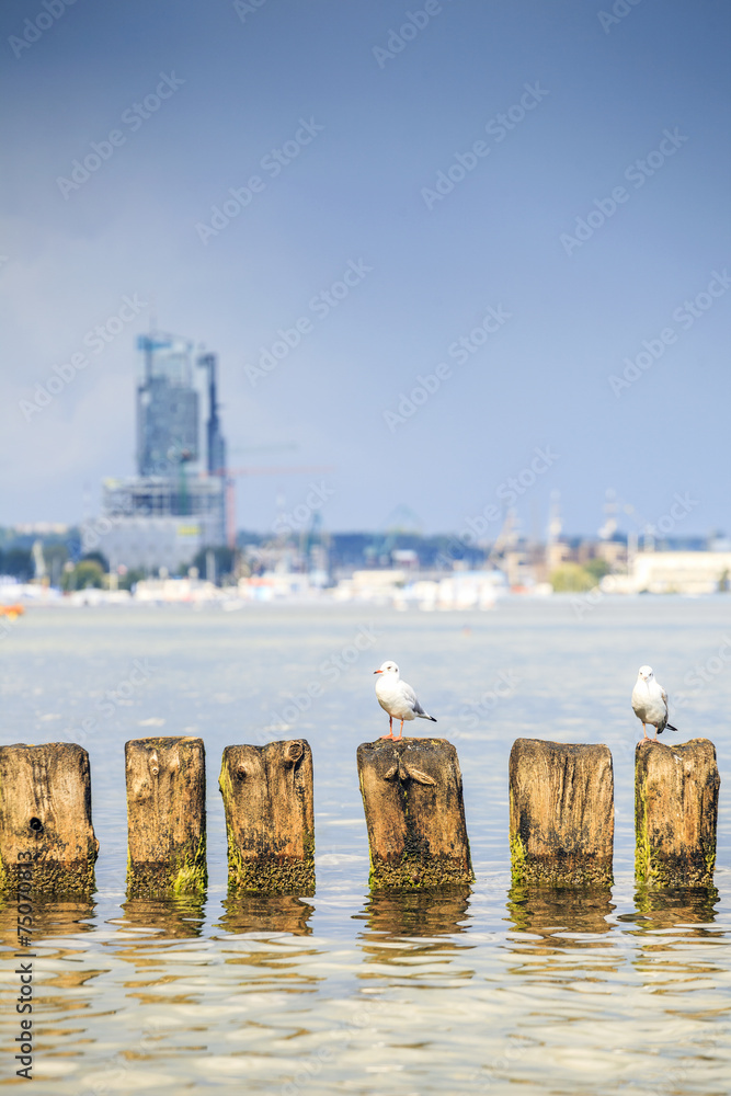 Obraz premium Seagulls in Gdynia, The Baltic Sea