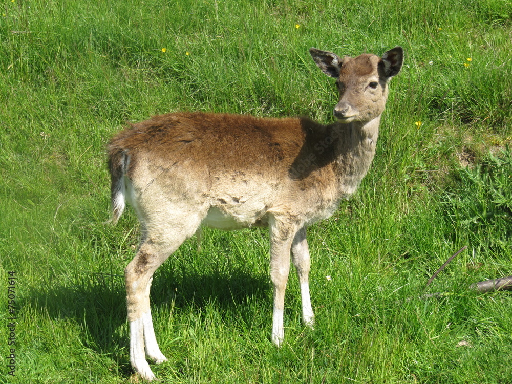 Bébé Chevreuil Bébé Chevreuil