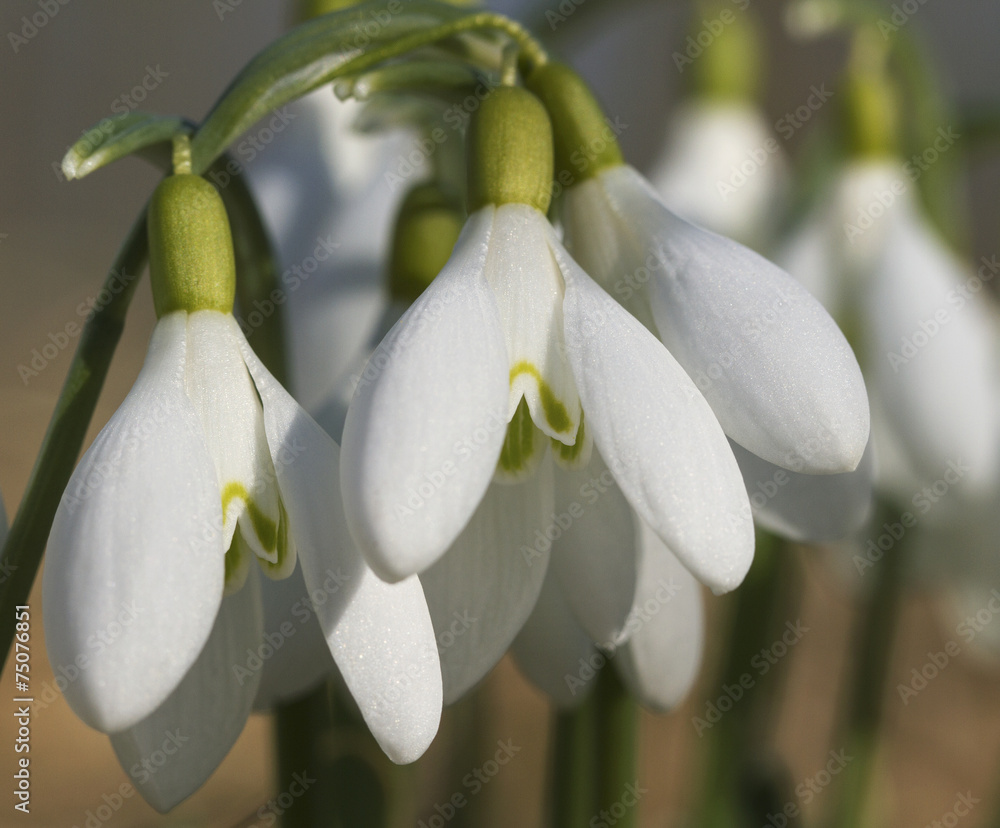 Obraz premium Growing snowdrops.