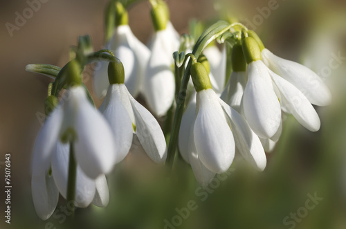 Growing snowdrops. photo