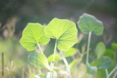 Wallpaper Mural Growing cucumber Torontodigital.ca