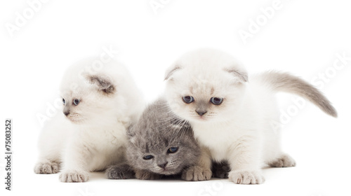 three lovely British lop-eared kitten on a white background isol