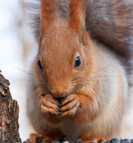 Eurasian red squirrel gnaws sunflower seeds
