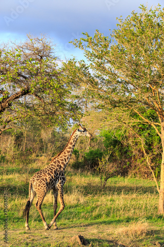 Giraffe walking through a typical african landscape