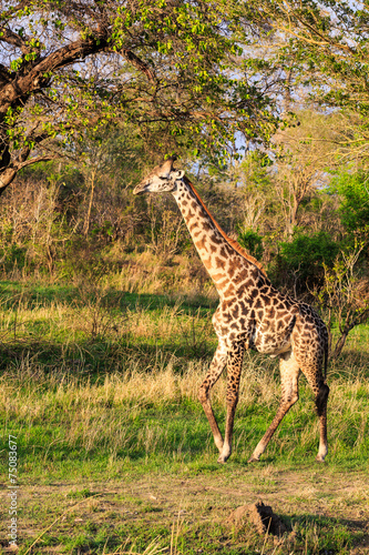 Giraffe walking through a typical african landscape