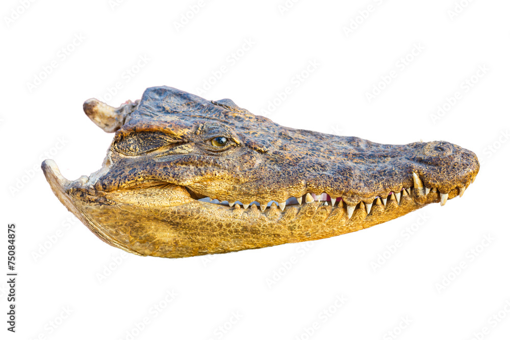 Obraz premium Crocodile head on white background