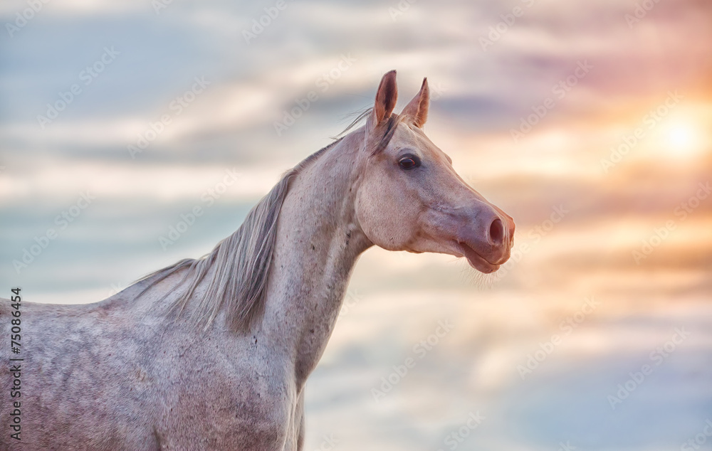 The Grey Arabian Horse portrait on blue sunny sky