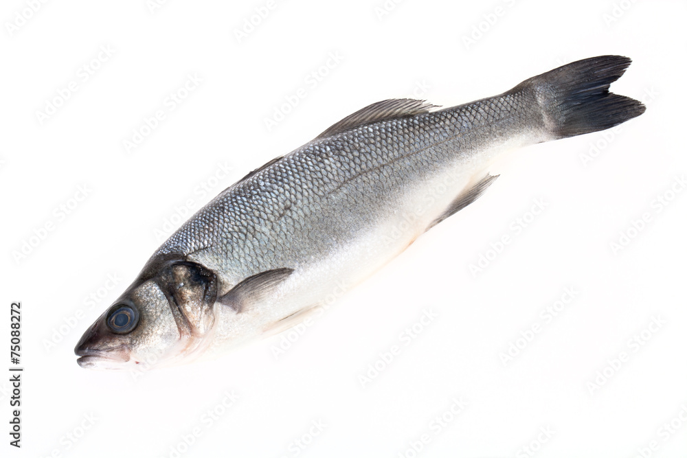 Obraz premium fresh sea bass on a light background