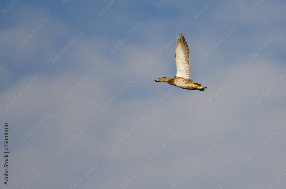 Naklejka premium Female Mallard Duck Flying in a Cloudy Sky