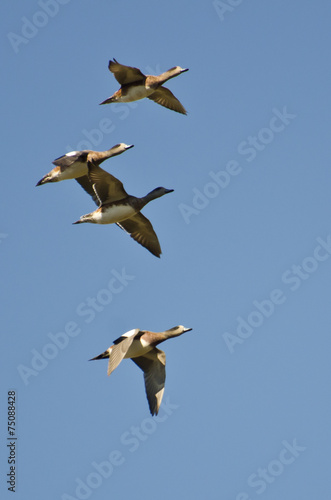 American Wigeons Flying in a Blue Sky