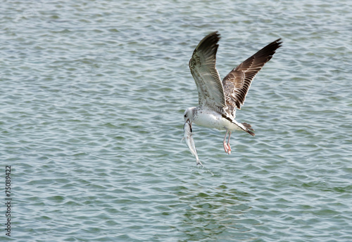 Herring seagull picked up a big fish from the water