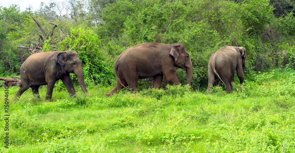 Fototapeta premium Elephant