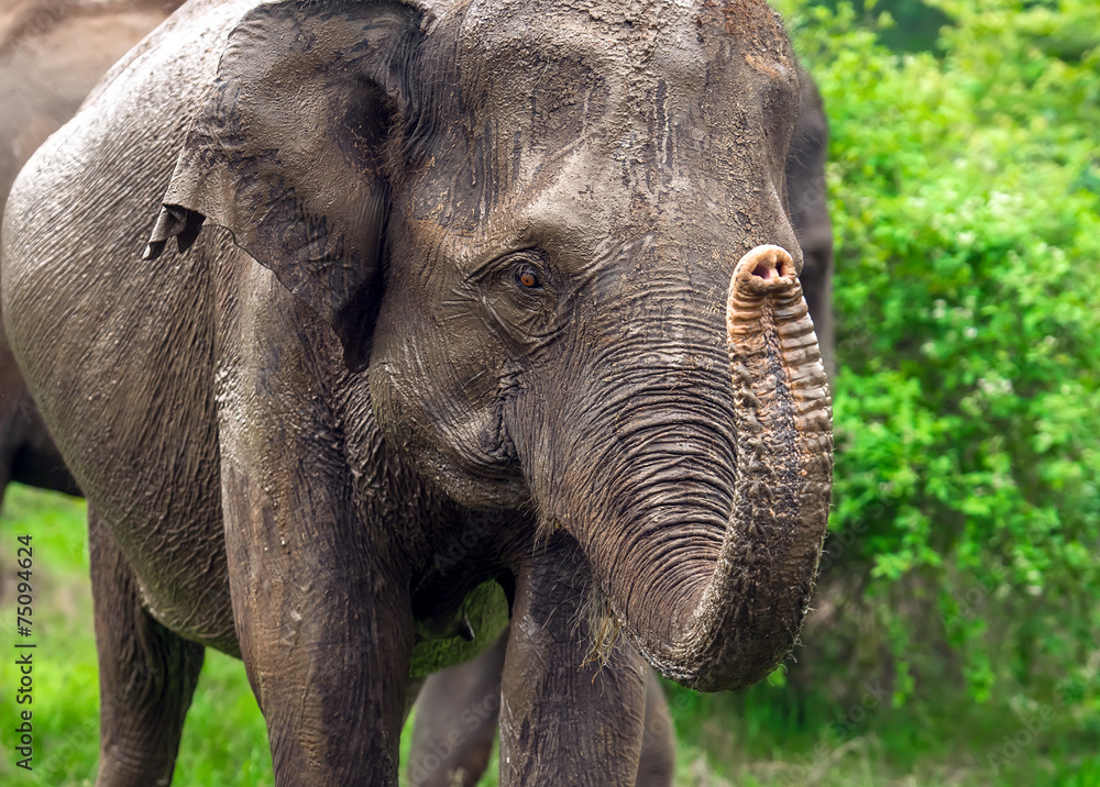 Naklejka premium Elephant