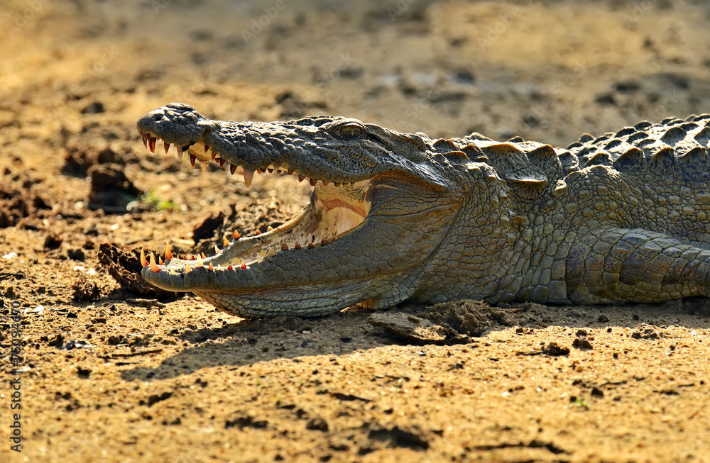 Obraz premium Crocodile