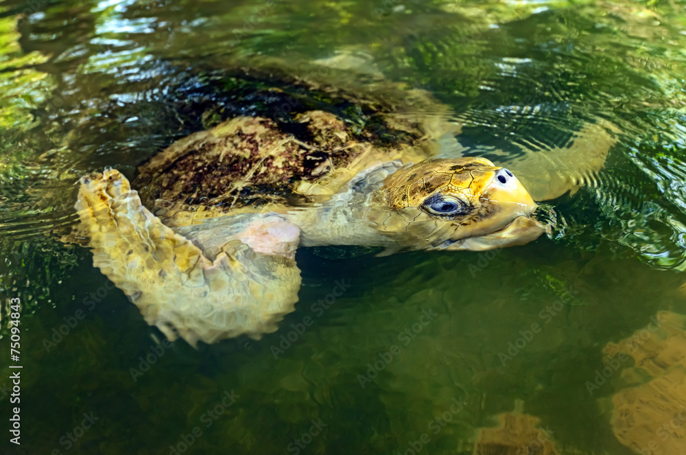 Obraz premium Turtle