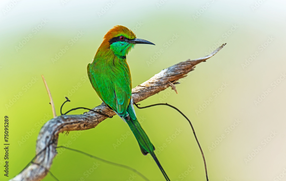 Fototapeta premium Bee-eater in the wild on the island of Sri Lanka