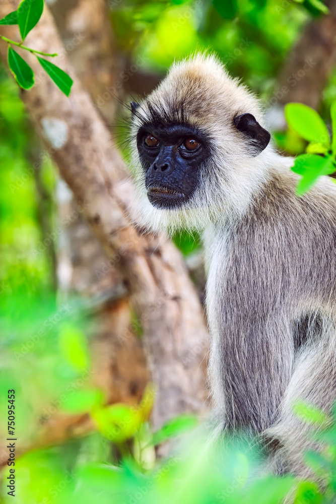 Obraz premium Monkey