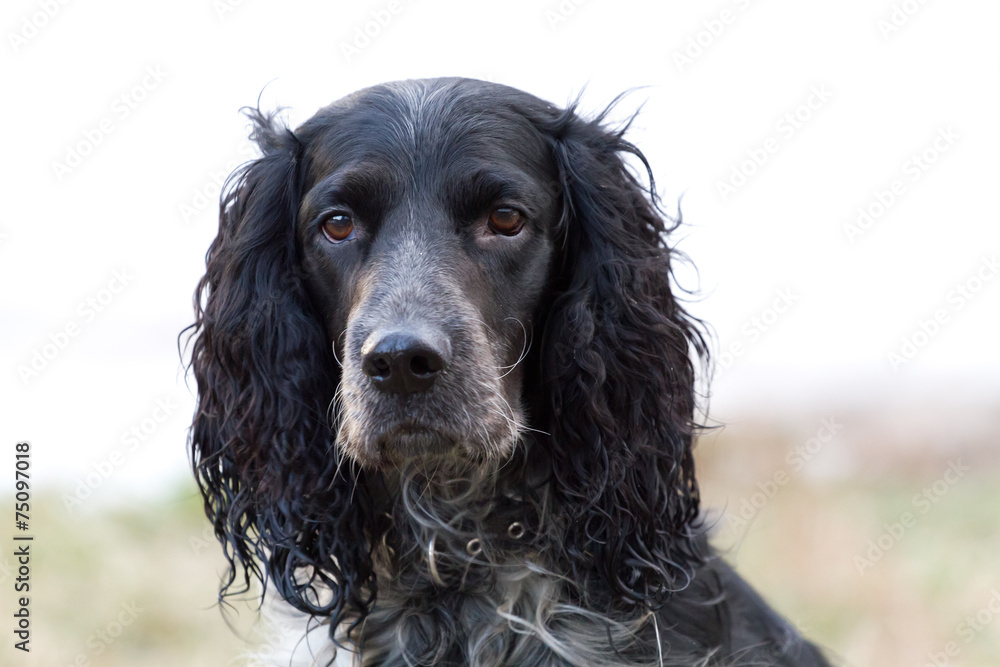 Portrait of Cocker Spaniel