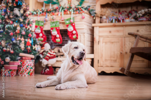 Golden retriever, Christmas and New Year