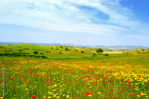 Panorama con prato fiorito - papaveri e margherite gialle