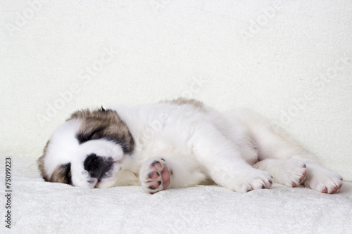 puppy sleeps © Happy monkey