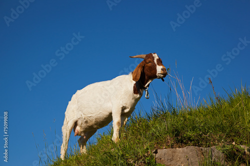 Fototapeta Naklejka Na Ścianę i Meble -  Goat eating grass