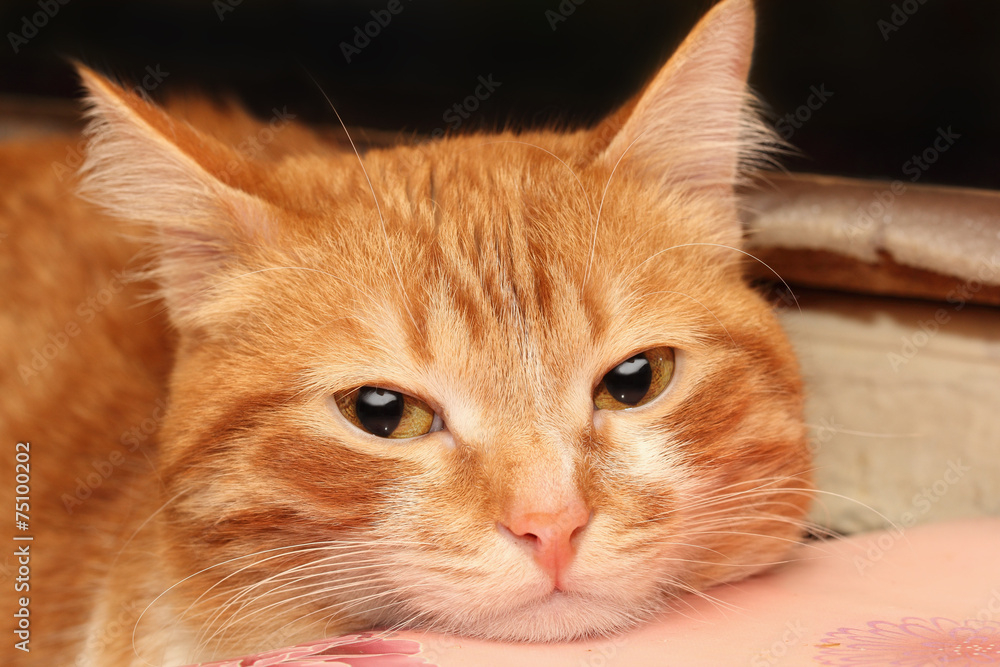 custom made wallpaper toronto digitalRed cat closeup