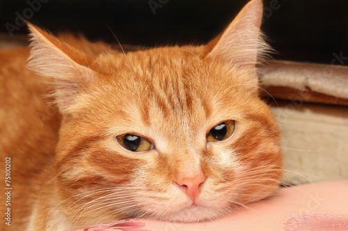 Wallpaper Mural Red cat closeup Torontodigital.ca