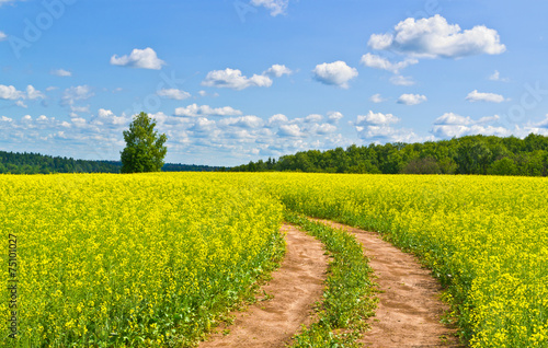 Country road across rape field