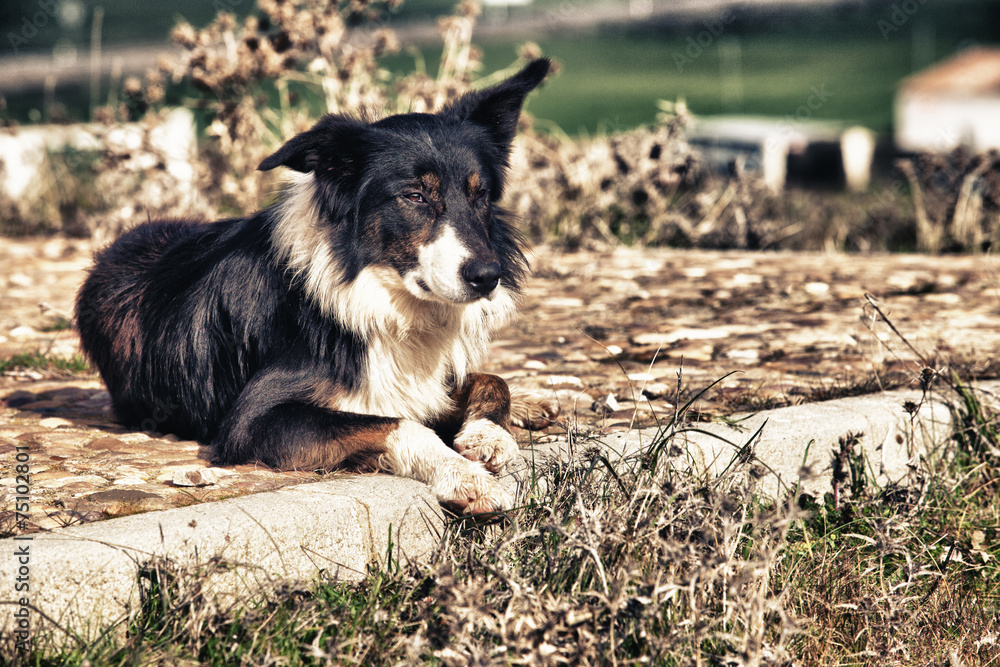 Laying sheepdog border collie Laying sheepdog border collie