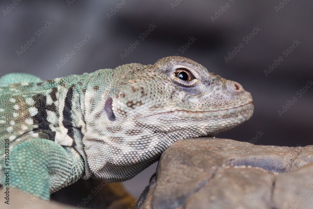 Fototapeta premium halsbandleguan