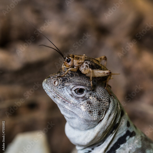 halsbandleguan photo