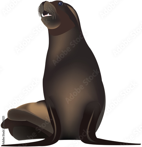 foca
