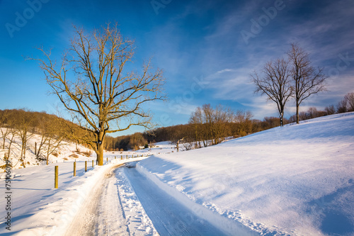 Trees along a snow-covered road in Seven Valleys, Pennsylvania.