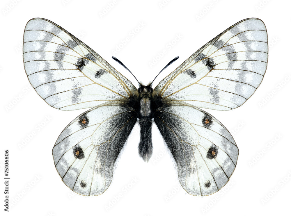 Butterfly Parnassius staudingeri darvasicus (male) Butterfly Parnassius staudingeri darvasicus (male)