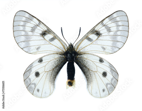 Butterfly Parnassius staudingeri darvasicus (female)