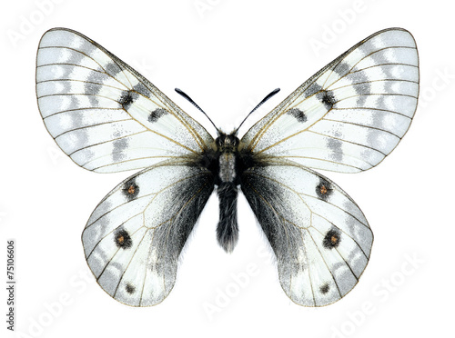 Butterfly Parnassius staudingeri darvasicus (male)