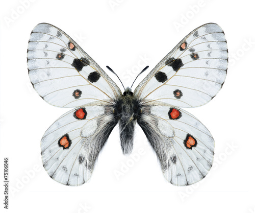 Butterfly Parnassius actius dubitabilisi (male)