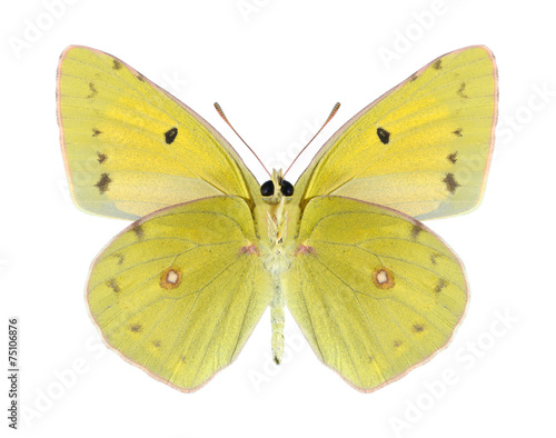 Butterfly Colias aurorina (male) (underside)