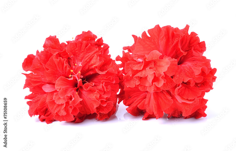 red hibiscus flower isolated on white background red hibiscus flower isolated on white background