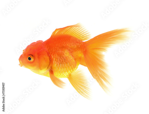 Gold fish with white background
