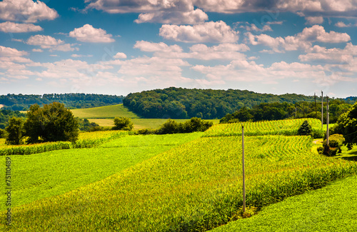 View of corn fields and rolling hills in rural York County, Penn