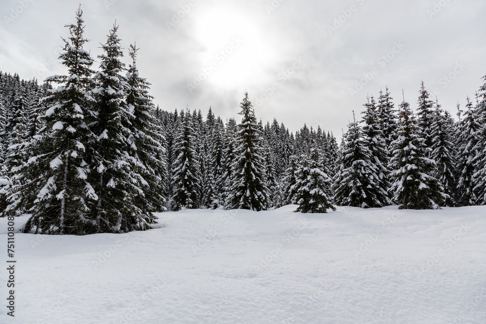 Snowy winter forest Snowy winter forest