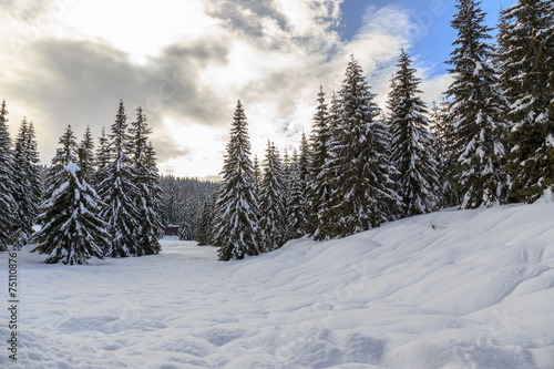 Snowy winter forest © Kavita